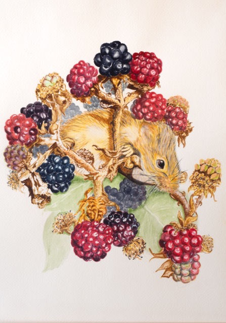Dormouse and balckberries