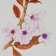 Blossom